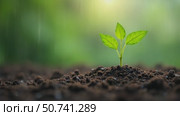 Green seedling growing on the ground in the rain. Concept of the save, ecology, agriculture, earth day. Стоковое AI-видео, аниматор Sergey Grishin / Фотобанк Лори