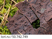 Detailed macro shot of weathered tree bark overgrowing moss. Стоковое фото, фотограф EugeneSergeev / Фотобанк Лори