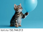 Cute Kitten Plays With Blue Balloon on Bright Background in a Fun Indoor Setting. Стоковое AI-изображение, AI-художник Юлия Гапеенко / Фотобанк Лори