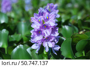 Эйнхорния толстоножковая (Eichhornia crassipes) или Водяной гиацинт. Стоковое фото, фотограф Светлана Брайман / Фотобанк Лори
