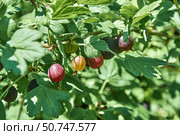A few red gooseberry berries on a bush in the garden. Стоковое фото, фотограф Сергей Ерастов / Фотобанк Лори
