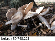 Грибы зонтики пёстрые, Macrolepiota procera, среди опавших листьев, Волгоградская область, Россия. Стоковое фото, фотограф Андрей Цыганков / Фотобанк Лори
