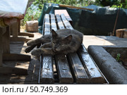 Пушистый черный кот лежит на скамейке в жаркий летний день. Домашние животные на даче. Стоковое фото, фотограф Дмитрий Сакретарев / Фотобанк Лори