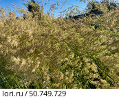 Полевица волосовидная (agrostis capillaris) на фоне синего неба летом. Стоковое фото, фотограф Владимир Шипикин / Фотобанк Лори