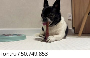 Happy chihuahua nibbles a bone at home. Стоковое видео, видеограф Соболева Наталия / Фотобанк Лори