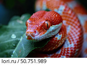 Mangrove pit viper resting on leaf in rainforest habitat. Стоковое AI-изображение, AI-художник Иван Рябоконь / Фотобанк Лори