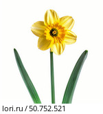 Yellow daffodil blooming with green leaves on white background. Стоковое AI-изображение, AI-художник Иван Рябоконь / Фотобанк Лори
