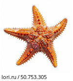 Orange starfish isolated showing spikes and texture. Стоковое AI-изображение, AI-художник Иван Рябоконь / Фотобанк Лори