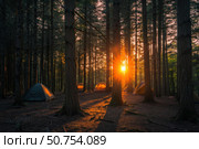 Camping tents illuminated by golden sunrise in a peaceful forest. Стоковое AI-изображение, AI-художник Иван Рябоконь / Фотобанк Лори