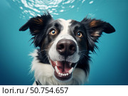 Border collie dog swimming underwater with happy expression. Стоковое AI-изображение, AI-художник Иван Рябоконь / Фотобанк Лори