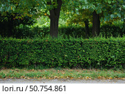 Lush green hedge dividing park path and trees in serene setting. Стоковое AI-изображение, AI-художник Иван Рябоконь / Фотобанк Лори
