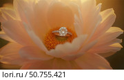 A beautiful flower blooms and a wedding ring appears. Стоковое AI-видео, аниматор Виктория Кольцова / Фотобанк Лори