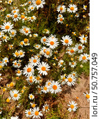Delicate flower of white chamomile. Matricaria chamomilla, white wildflowers. Стоковое фото, фотограф Condrea Natalia / Фотобанк Лори