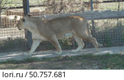 Lion Walking Enclosure Zoo - A lion walks along a concrete path in a zoo enclosure. Стоковое видео, видеограф svetograph / Фотобанк Лори