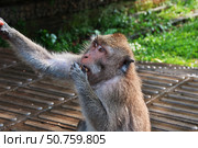 Monkey Forest, Bali Zoo, Indonesia (2016 год). Стоковое фото, фотограф Сергей Стрелков / Фотобанк Лори