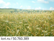 Green wheat field swaying in the wind on a sunny day. Стоковое AI-изображение, AI-художник Иван Рябоконь / Фотобанк Лори