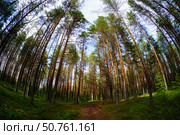 Сосновый бор. Стоковое фото, фотограф Мулык Виталий / Фотобанк Лори