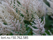 Astilba, or Astilbe (Latin. Astilbe) is a plant of the Saxifragaceae family. Pink flower background. A beautiful, healthy astilbe, blooming in pink tones. Стоковое фото, фотограф Photojuli / Фотобанк Лори