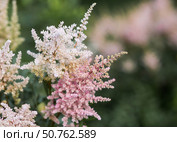 Astilba, or Astilbe (Latin. Astilbe) is a plant of the Saxifragaceae family. Pink flower background. A beautiful, healthy astilbe, blooming in pink tones. Стоковое фото, фотограф Photojuli / Фотобанк Лори