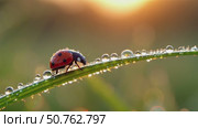 Macro photography of ladybug crawling on grass. Стоковое AI-видео, аниматор Виктория Кольцова / Фотобанк Лори