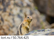 Северо Американский бурундук. Стоковое фото, фотограф Андрей Костин / Фотобанк Лори