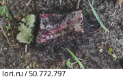 The ants found a bone with meat on the ground next to the anthill. They bite off pieces of meat and run home with their prey. The video shows pieces in the ants' jaws. Стоковое видео, видеограф Андрей Жигальцов / Фотобанк Лори