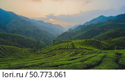 Scenic mountain valley filled with lush green terraced tea fields under a soft sunrise sky, evoking calm and natural beauty. Terraced tea plantation in mountain valley at dawn. Стоковое AI-видео, аниматор Башкирова Анна / Фотобанк Лори