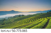Beautiful sunrise scene with mist covering the valley and rows of green tea plantations spread across rolling hills and slopes. Misty sunrise over terraced tea fields. Стоковое AI-видео, аниматор Башкирова Анна / Фотобанк Лори