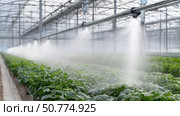 Irrigation system in a greenhouse nurturing healthy green crops. Стоковое AI-изображение, AI-художник Katsiaryna Repich / Фотобанк Лори