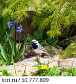 A wagtail bird sits on a stone under a fir branch among flowers on a spring day. Стоковое фото, фотограф Андрей С / Фотобанк Лори