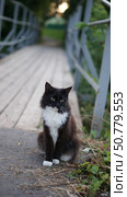 Котенок. Стоковое фото, фотограф Алексей Мохирев / Фотобанк Лори