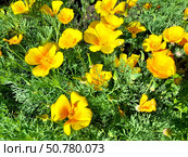 Цветущая эшшольция калифорнийская (Eschscholzia californica Cham.) Стоковое фото, фотограф Ирина Борсученко / Фотобанк Лори