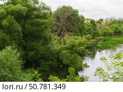 Речной пейзаж, осока и водоросли, отражения и тени на воде, деревья на берегу. Река Красивая Меча, Тульская область, Россия. Стоковое фото, фотограф Андрей Цыганков / Фотобанк Лори