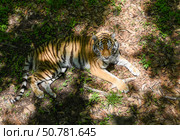 Female Amur tiger lies on forest floor in Primorsky Krai, blending into shade and grass. A symbol of strength and grace in the wild Russian Far East. Стоковое фото, фотограф Татьяна Терехина / Фотобанк Лори
