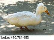Close side view of a white Pekin crested duck showing detailed feathers and rounded body. The bird stands on textured ground with soft shadow patterns. Стоковое фото, фотограф Татьяна Терехина / Фотобанк Лори
