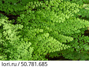 Fresh green leaves of maidenhair fern Adiantum create a natural background with soft texture and vibrant foliage, perfect for copy space and botanical design. Стоковое фото, фотограф Татьяна Терехина / Фотобанк Лори