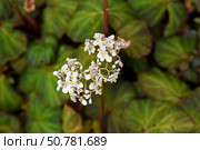 White flowers of Begonia foliosa with yellow stamens bloom over patterned green leaves. A vivid tropical plant with fine botanical details. Стоковое фото, фотограф Татьяна Терехина / Фотобанк Лори