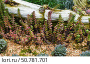 Crassula perforata, known as string of buttons, with stacked spiral leaves in green and red hues, growing in a rocky garden bed with driftwood accents. Стоковое фото, фотограф Татьяна Терехина / Фотобанк Лори