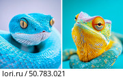 Close-up Portraits of a Blue Viper and a Vivid Chameleon. Стоковое AI-изображение, AI-художник Данила Большаков / Фотобанк Лори
