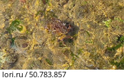 A large crab scurries across the sandy seabed in shallow, clear water. Captured underwater, this scene highlights marine wildlife, motion, and tropical aquatic ecosystems. Стоковое видео, видеограф Marina Gabdullina / Фотобанк Лори