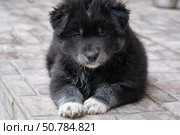 A black dog puppy lies on the porch of the house on the tiles. A cross between a Bernese Mountain Dog and a Samoyed. Стоковое фото, фотограф Сергей Пристяжнюк (Serg Zastavkin) / Фотобанк Лори