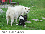 White Swiss Shepherd, samoyed mother dog and her puppies are on the grass in the garden. Стоковое фото, фотограф Сергей Пристяжнюк (Serg Zastavkin) / Фотобанк Лори