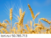 Golden wheat swaying in the wind against blue sky. Стоковое AI-изображение, AI-художник Иван Рябоконь / Фотобанк Лори