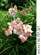 Розовый Лилейник гибридный "Он энд Он" / Hemerocallis hybrida "On and On" в саду. Стоковое фото, фотограф Оксана / Фотобанк Лори