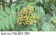 Vibrant cluster of green berries hanging on a rowan tree branch surrounded by lush green leaves. Стоковое видео, видеограф Анастасия / Фотобанк Лори