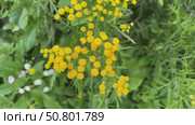 Vibrant yellow tansy flowers bloom against a lush green backdrop. Стоковое видео, видеограф Анастасия / Фотобанк Лори