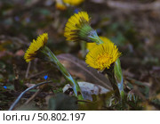 Мать-и-Мачеха (лат. Tussilago), цветы крупным планом. Стоковое фото, фотограф Snezka / Фотобанк Лори