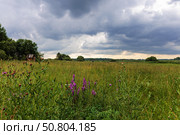 Сельский пейзаж с полем, небом и лесом. Стоковое фото, фотограф Андрей Иванов / Фотобанк Лори