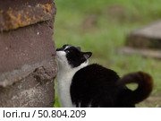 Уличная черно- белая кошка. Стоковое фото, фотограф Андрей Иванов / Фотобанк Лори