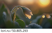 Morning Blossom Glimmer with Dew Drops shining radiantly in the gentle morning light. Стоковое AI-видео, аниматор Лариса Пономарева / Фотобанк Лори